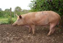 Выращивание свиней – первый опыт Самое главное - это правильный выбор породы свиней