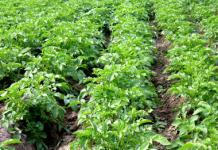 Бизнес на картофеле: выращиваем и продаем Как заработать на выращивании картофеля